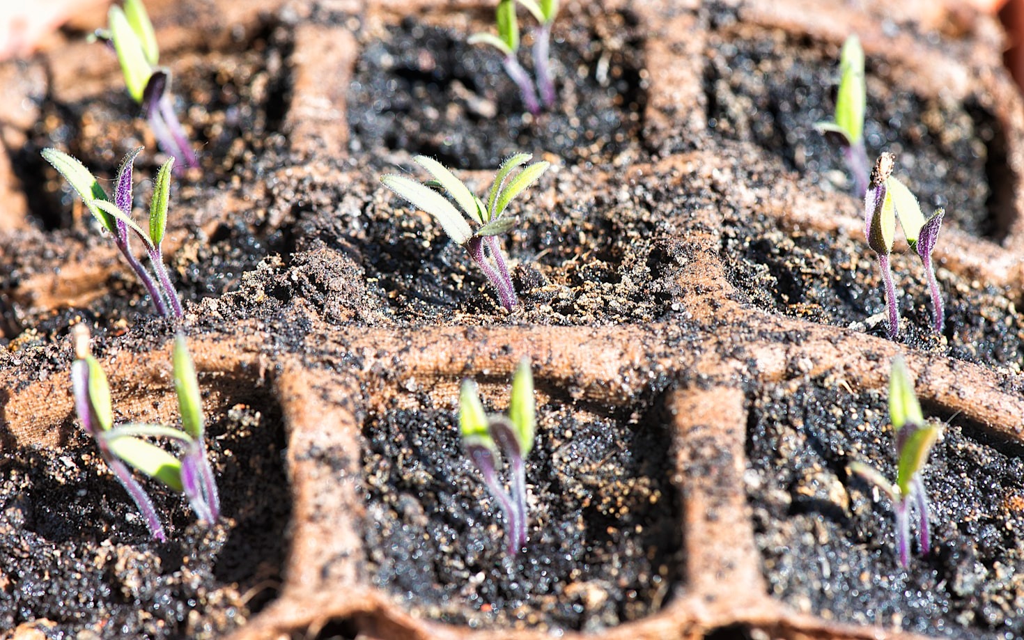 How to Start Organic Gardening Anywhere
