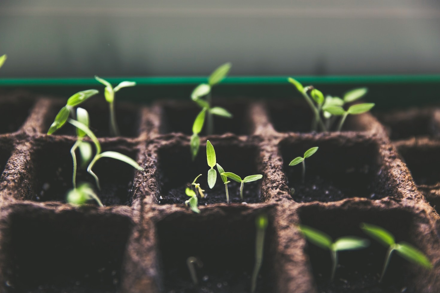 Best Plants for Different Climate Zones