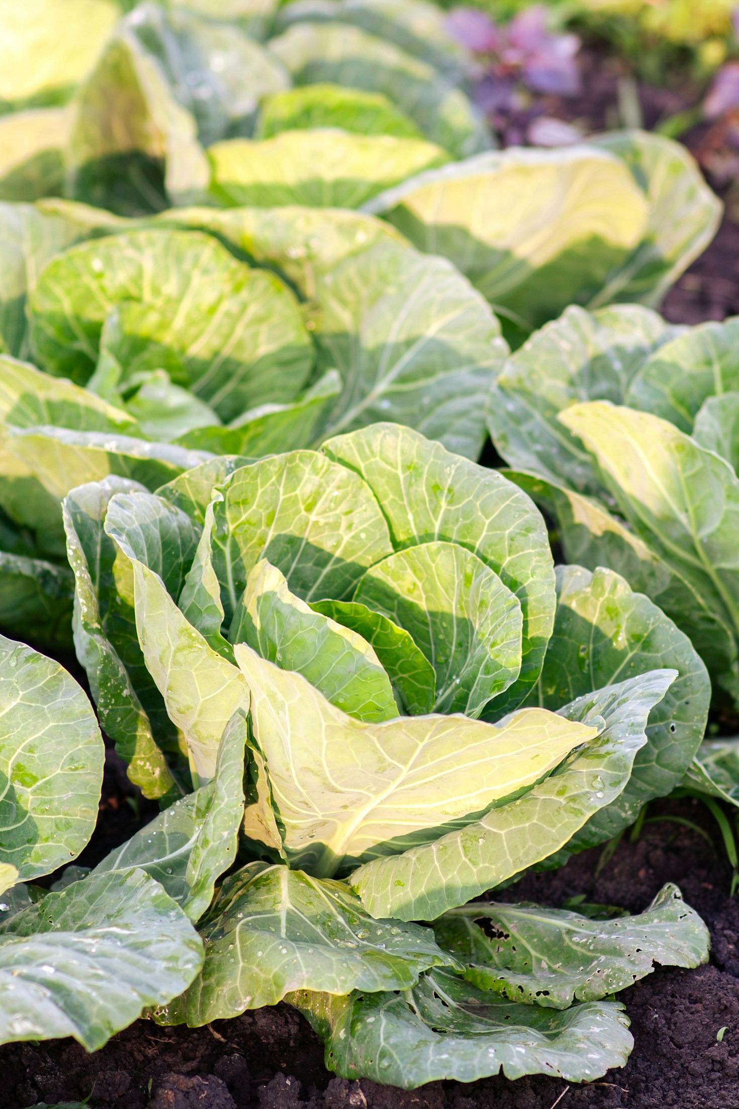 Urban Gardening: Turning Small Spaces into Green Spaces