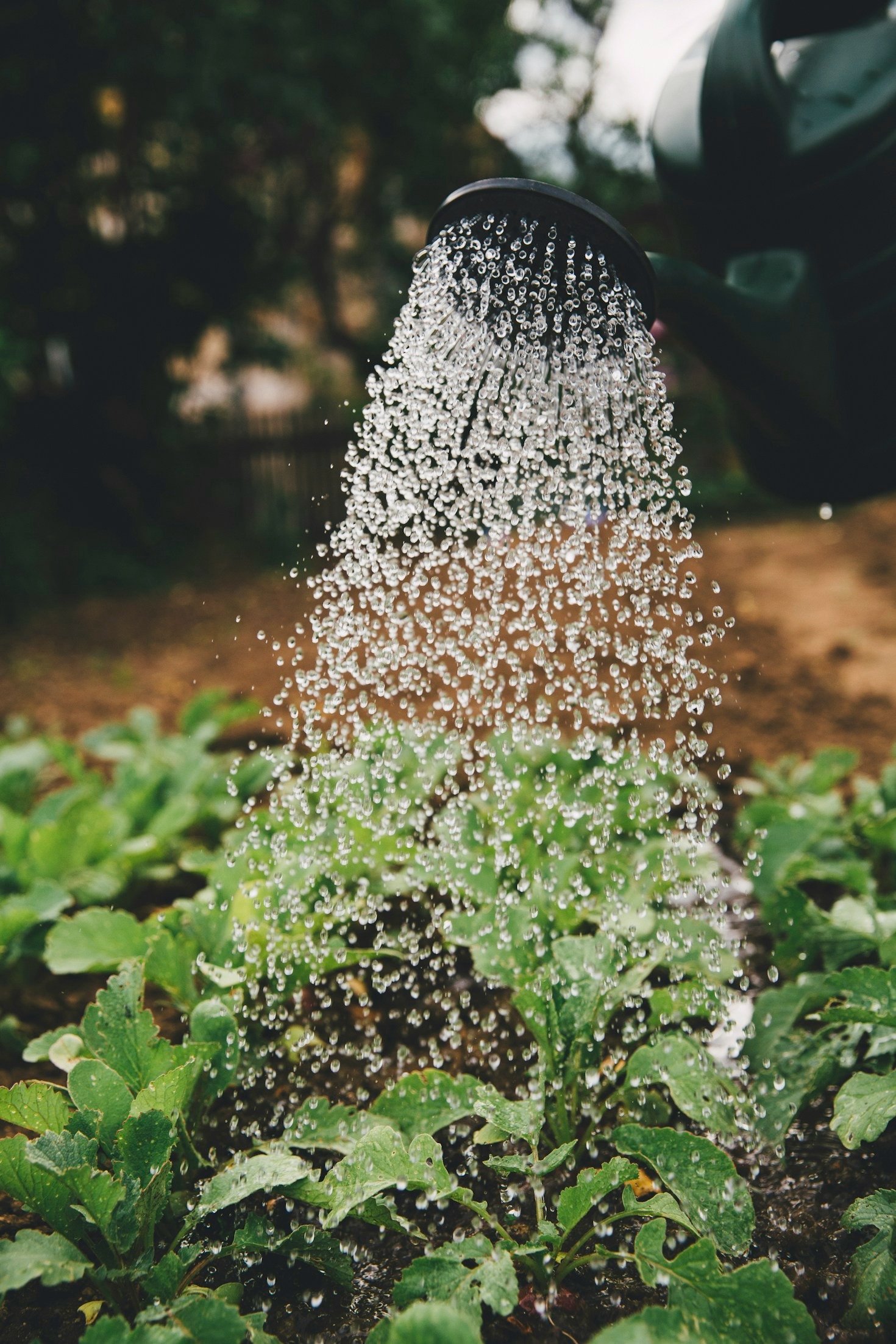 Organic Gardening Basics for Beginners